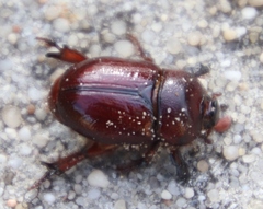 Temnorhynchus retusus