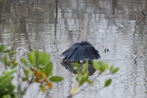iNaturalist image
