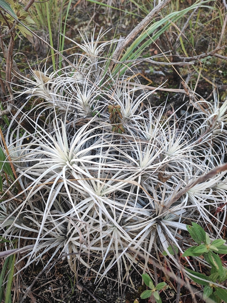 Tillandsia tectorum; photograph Principe Mendoza Babilon, CC0, iNaturalist via GBIF
