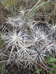 Tillandsia tectorum