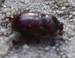 Temnorhynchus retusus