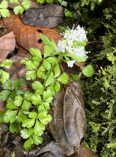 Sanicula lamelligera, 2026-05-01
