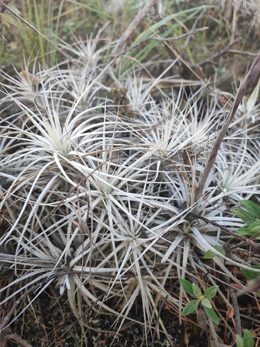 Tillandsia tectorum, photograph 1