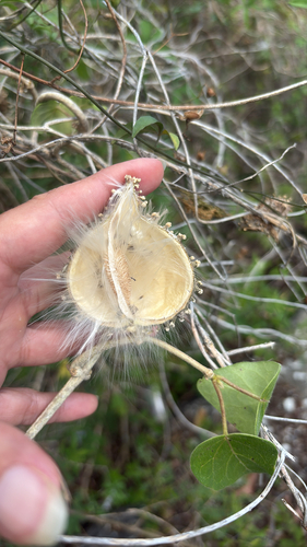 Ibatia maritima observed 2026-04-19