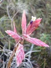 Principe Mendoza Babilon, CC0, iNaturalist via GBIF Tillandsia tectorum, photograph Principe Mendoza Babilon, CC0, iNaturalist via GBIF