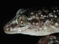 Phyllodactylus bordai