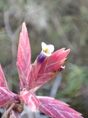 Principe Mendoza Babilon, CC0, iNaturalist via GBIF Tillandsia tectorum, photograph Principe Mendoza Babilon, CC0, iNaturalist via GBIF