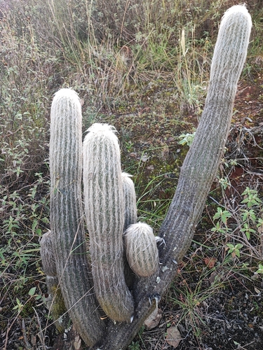 Espostoa lanata