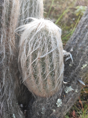 Espostoa lanata, photograph 2