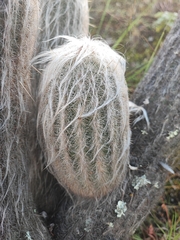 author not stated, no rights reserved Espostoa lanata, photograph author not stated, no rights reserved