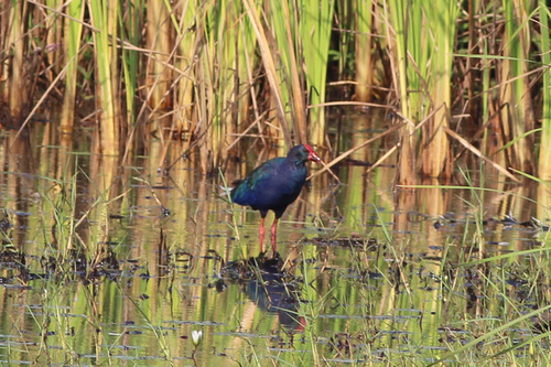 iNaturalist image
