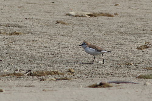 iNaturalist image