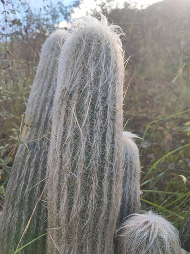 Espostoa lanata, photograph 3