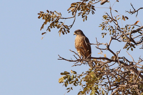 iNaturalist image