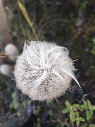 Espostoa lanata, photograph 4
