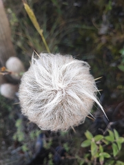 author not stated, no rights reserved Espostoa lanata, photograph author not stated, no rights reserved