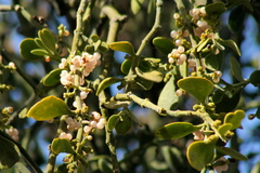 Phoradendron leucarpum tomentosum
