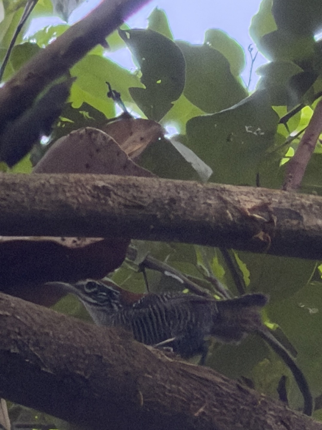 Riverside Wren (Cantorchilus semibadius), photo 4