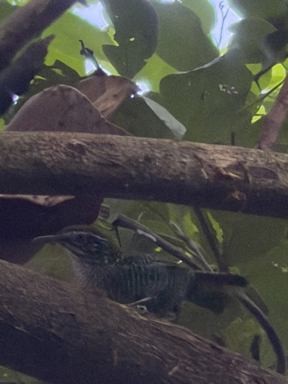 Riverside Wren (Cantorchilus semibadius), photo 5
