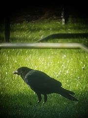 Corvus corone corone