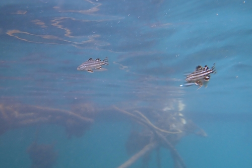 Banded grunter (Terapon theraps) — Terapontidae — 4