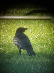 Corvus corone corone