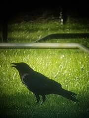 Corvus corone corone