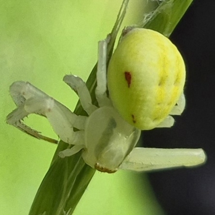 Goldenrod Crab Spider