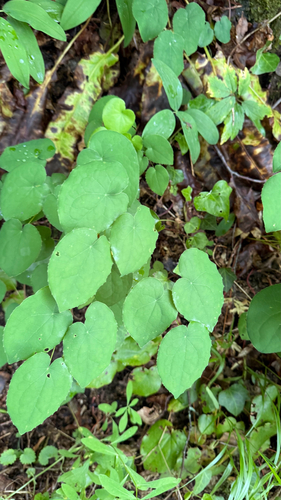 Epimedium alpinum, photograph 3