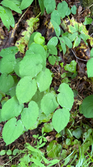 (c) mycoroco, some rights reserved (CC BY) Epimedium alpinum, photograph (c) mycoroco, some rights reserved (CC BY)