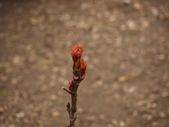 Paeonia × suffruticosa