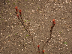 Paeonia × suffruticosa