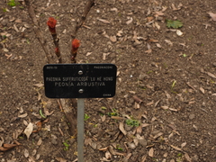 Paeonia × suffruticosa
