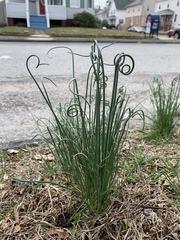 Allium vineale