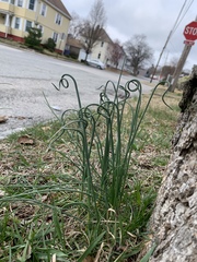 Allium vineale