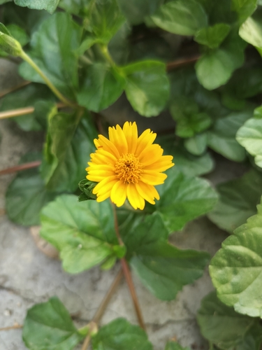 Trailing Daisy
