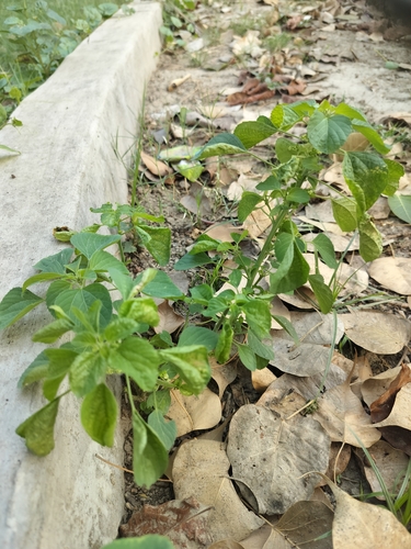 Indian Acalypha
