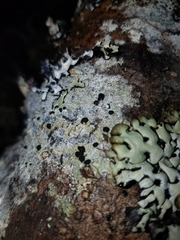 Mycoblastus affinis