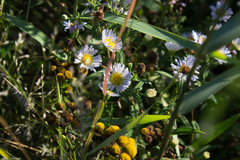 Symphyotrichum × salignum
