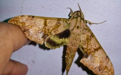 Xylophanes zurcheri