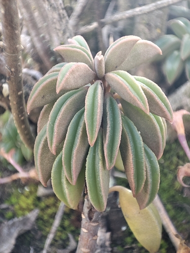 Peperomia asperula