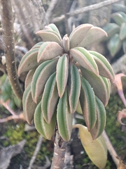Peperomia asperula