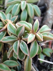 Peperomia asperula, photograph Principe Mendoza Babilon, CC0, iNaturalist via GBIF