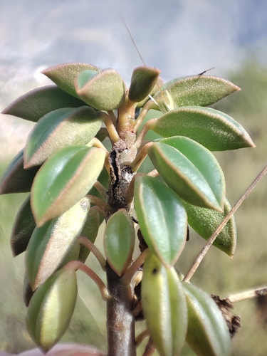 Peperomia asperula, photograph 2