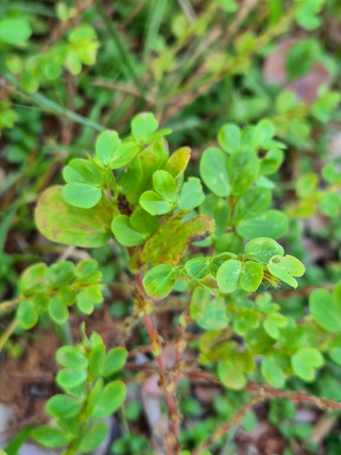 roundleaf sensitive pea
