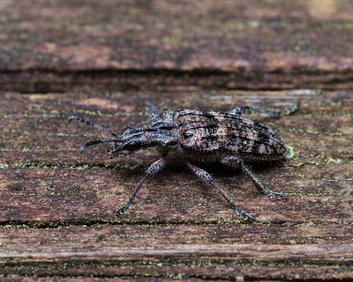 Ribbed Pine Borer photo 6