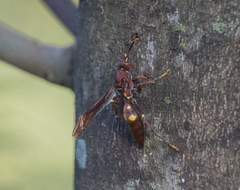 Polistes simillimus