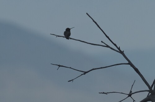 Black-chinned Hummingbird observed by utah_klaus