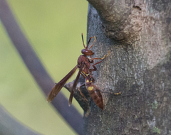 Polistes simillimus