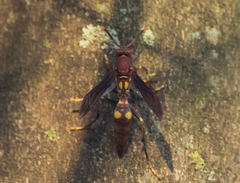 Polistes simillimus